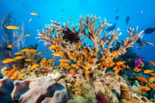 دیواره بزرگ مرجانی؛ عجایب هفتگانه طبیعی دنیا