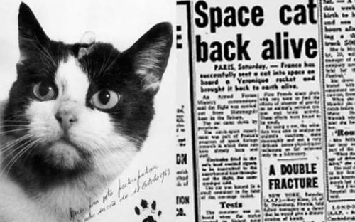 سرگذشت تنها گربه ای که به فضا رفت!، فیلم