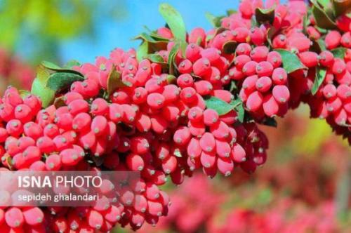 از آبنبات فراسودمند زرشک تا چیپس عناب